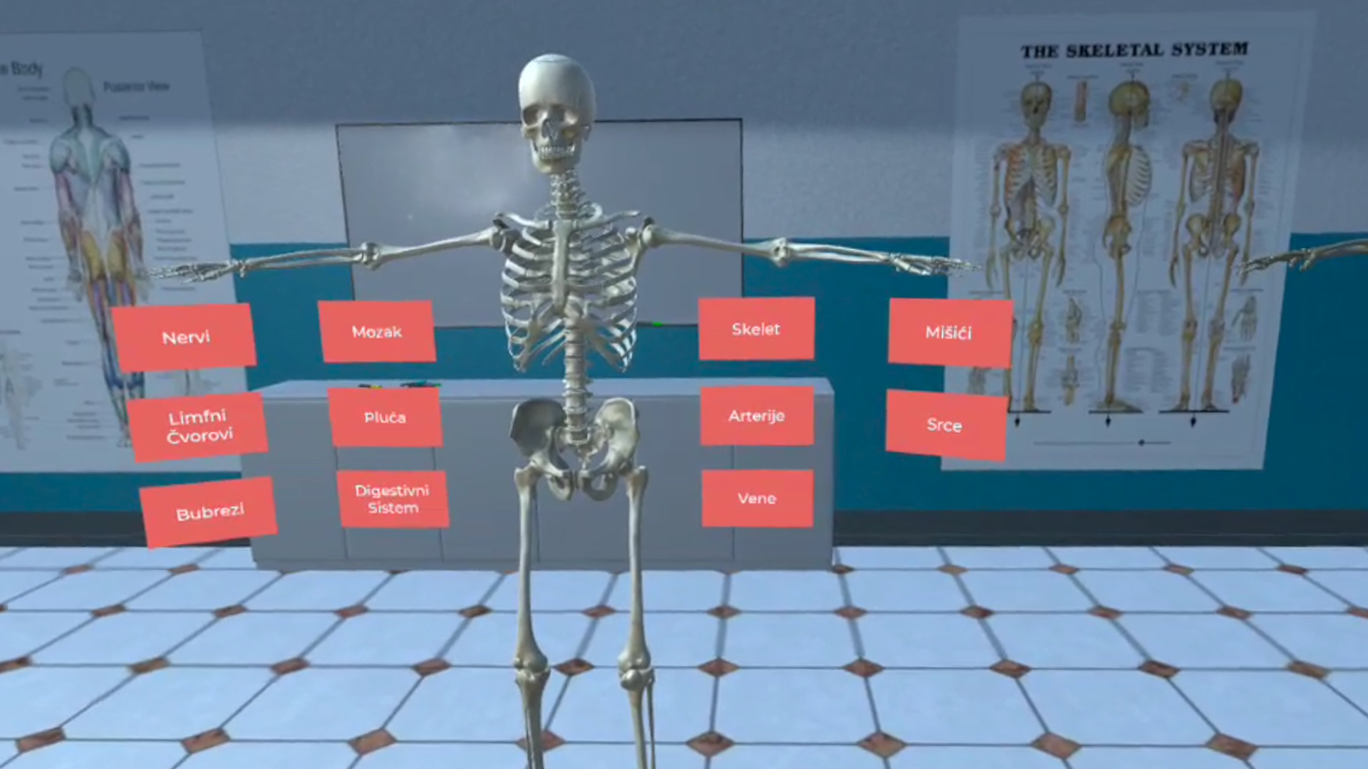 VR-anatomy-skeleton